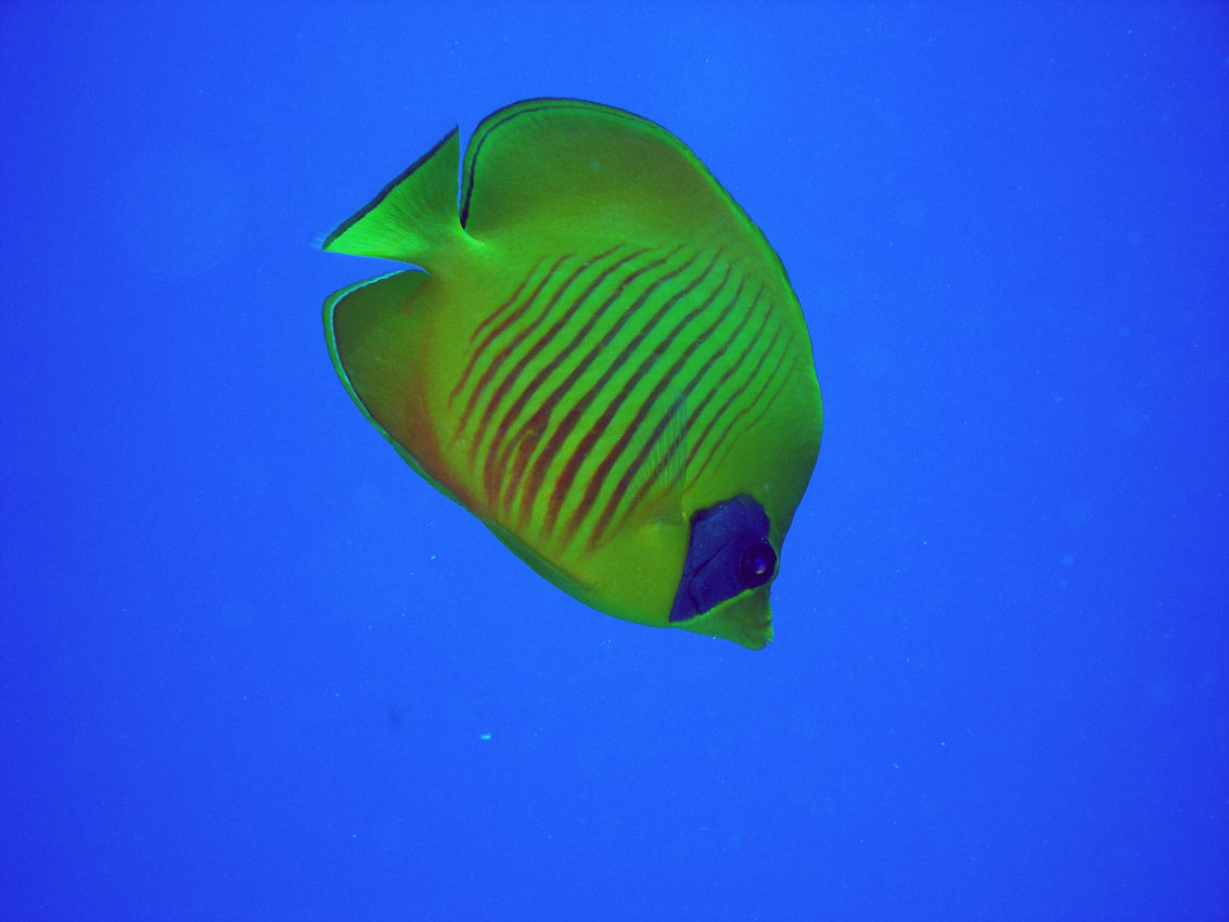 Chaetodon semilarvatus (Pesce farfalla mascherato)